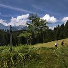 Harvesting of hay