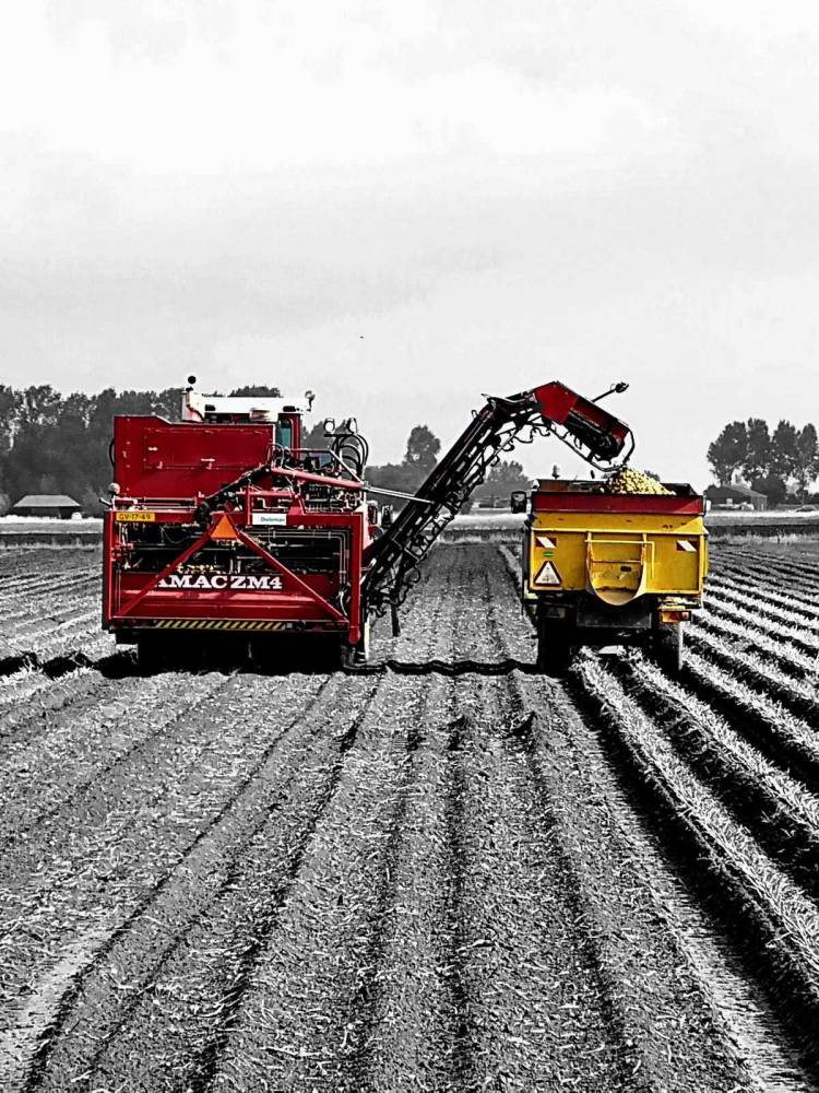 Harvesting Potatoes