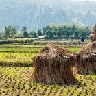 Harvesting rice fields in China