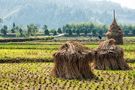 Harvesting rice fields in China by Kim Walker 