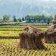 Harvesting rice fields in China