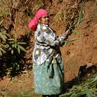 ...harvesting sugarcane...