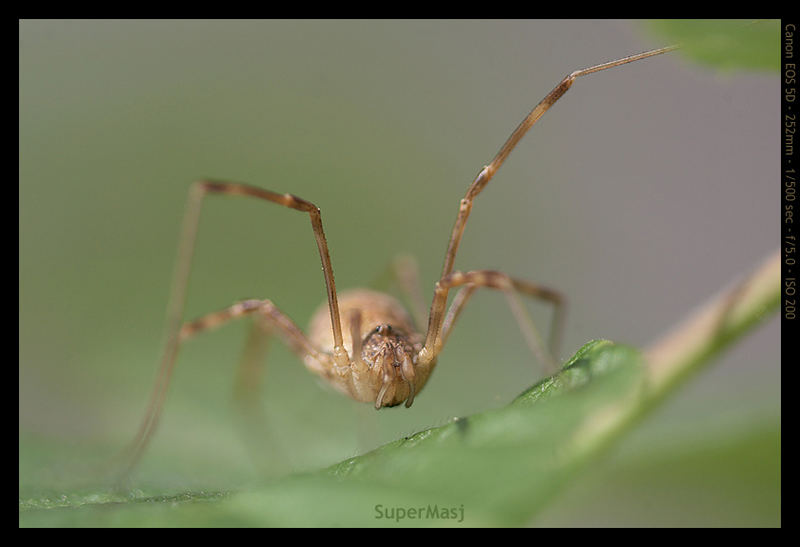 Harvestman