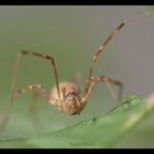 Harvestman