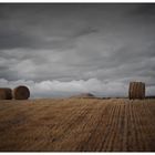 harvest_NZ_2010