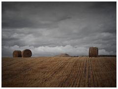 harvest_NZ_2010