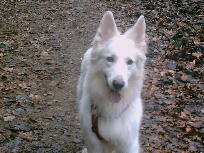 Harvey im Wald