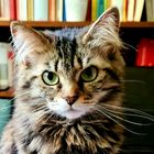 User Profile Photo