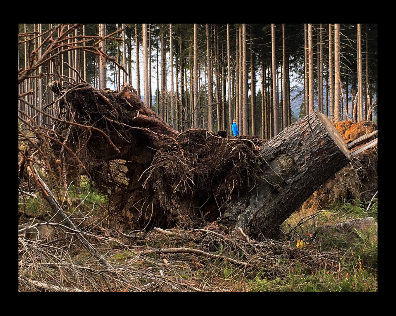 Harz ´18