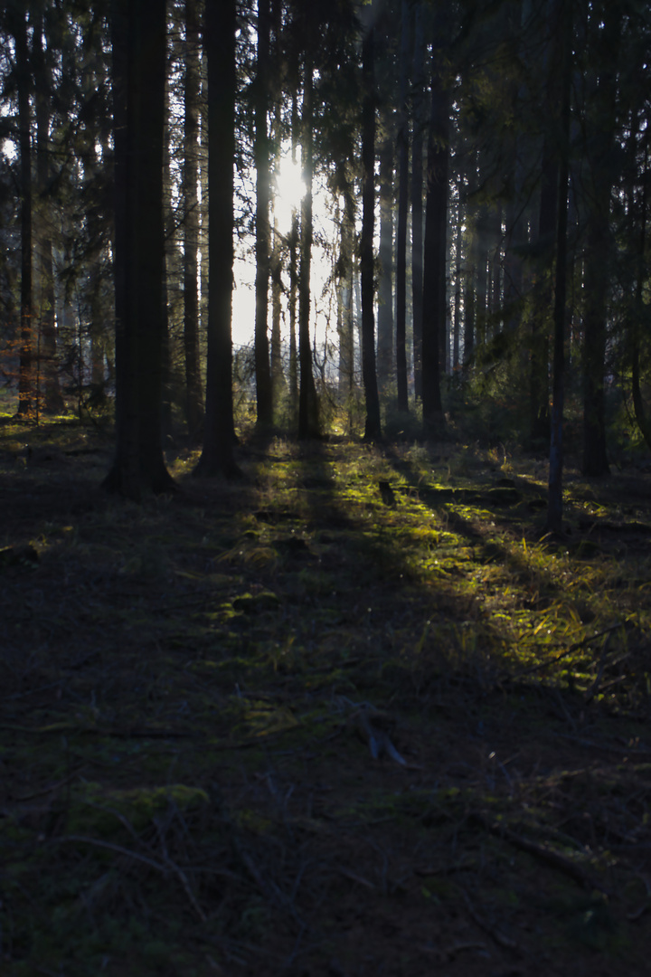 Harz 2019