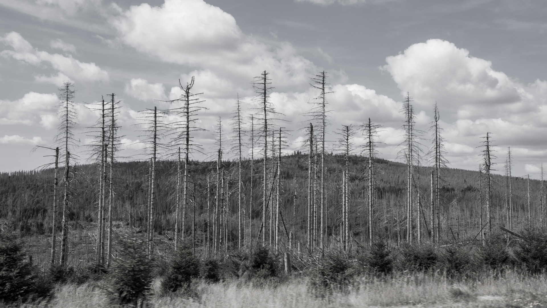 Harz aktuell