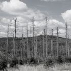 Harz aktuell