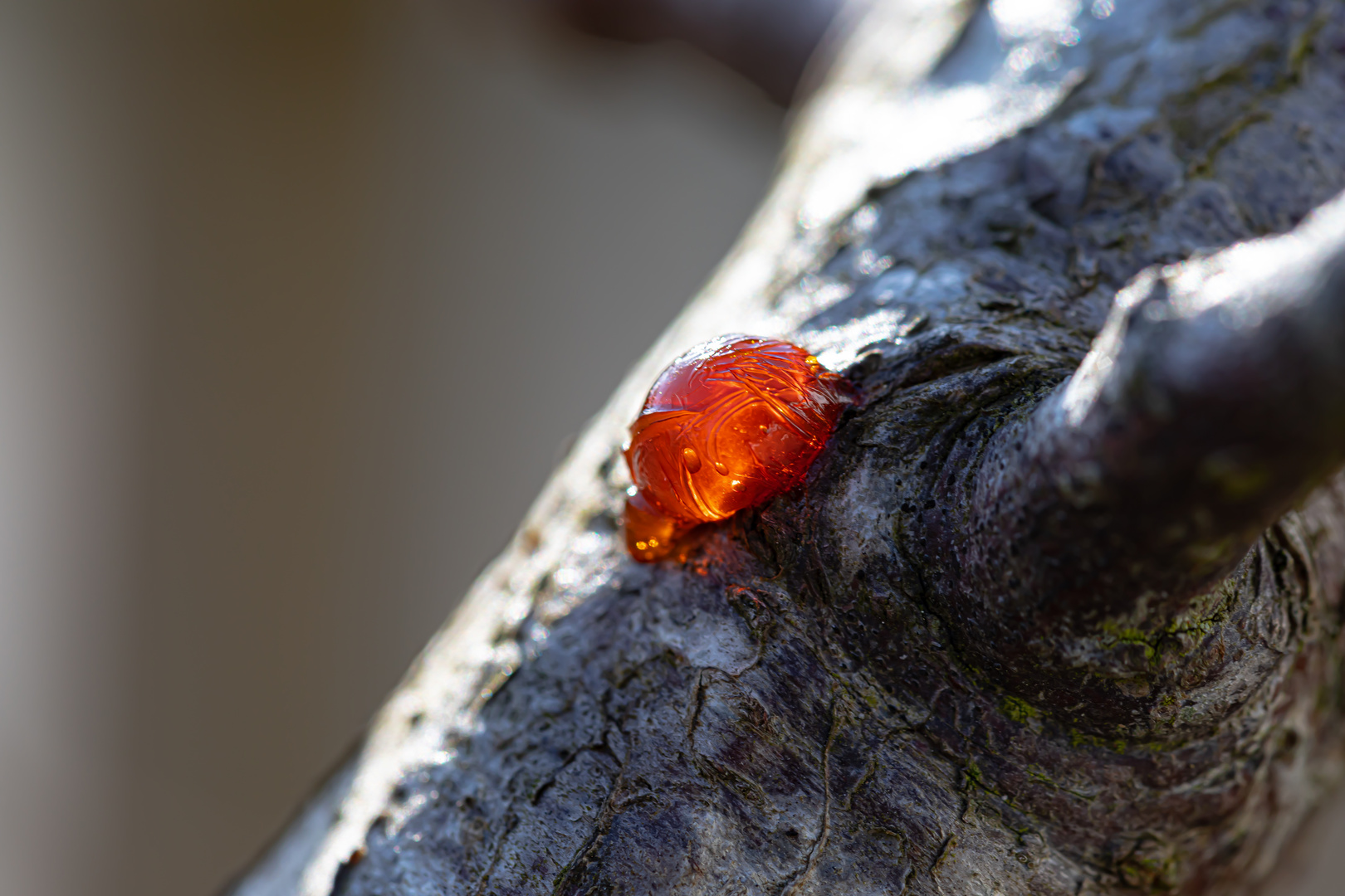 Harz am Baum