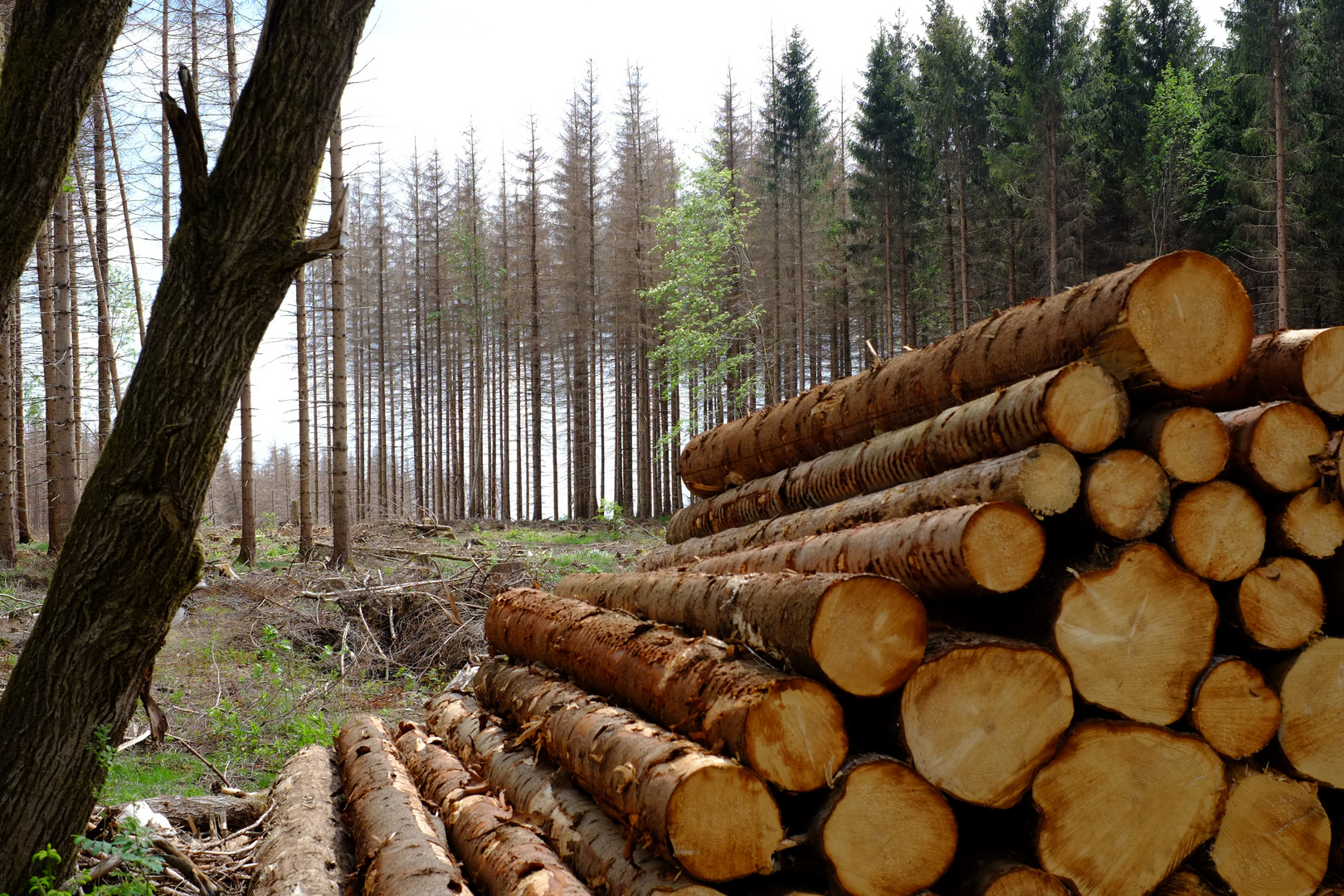 Harz