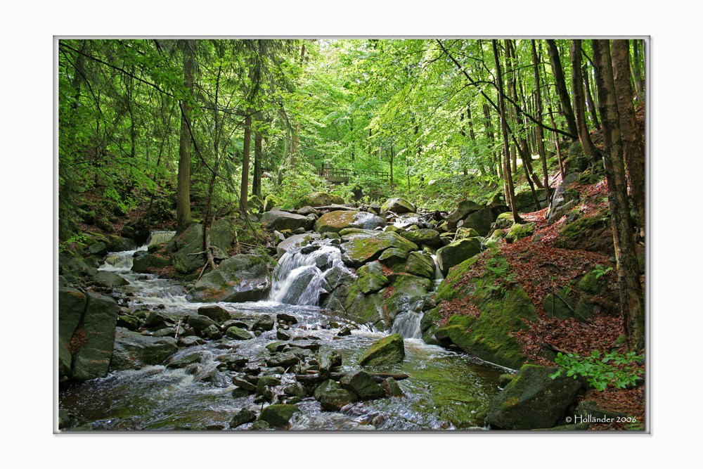 Harz bei Ilsenburg