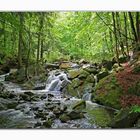 Harz bei Ilsenburg