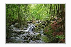 Harz bei Ilsenburg