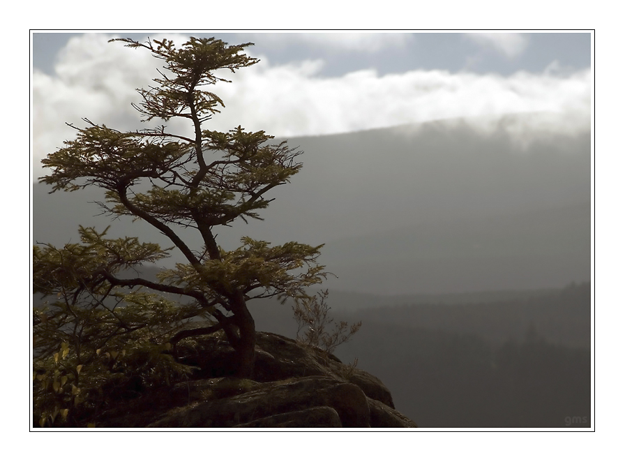 Harz-Bonsai