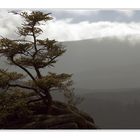 Harz-Bonsai