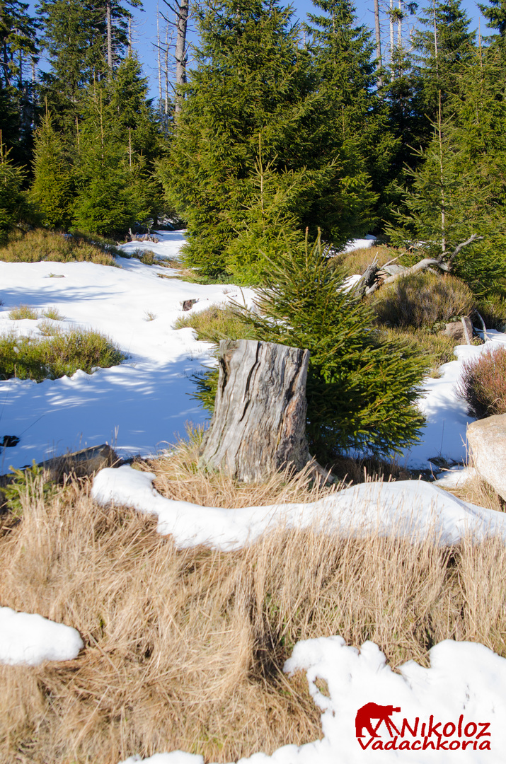 Harz, Brocken