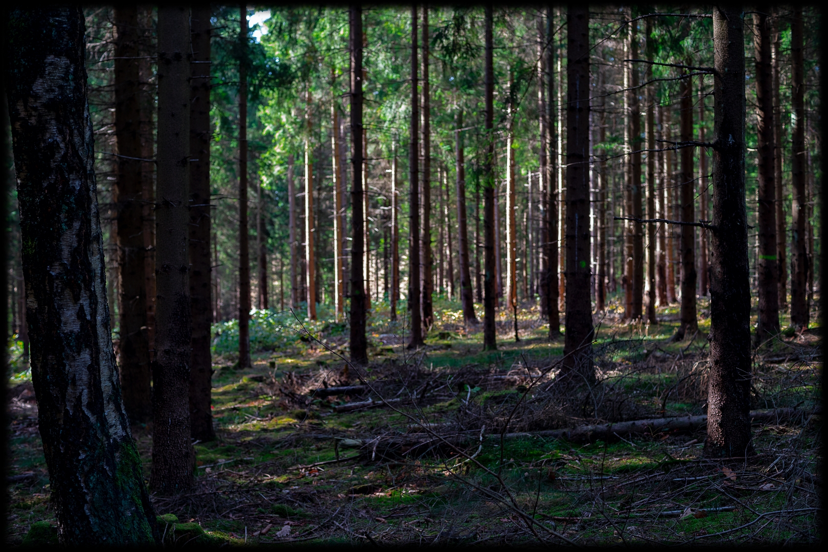 Harz