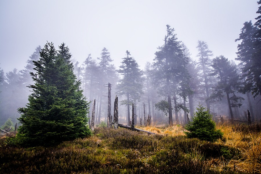 Harz 