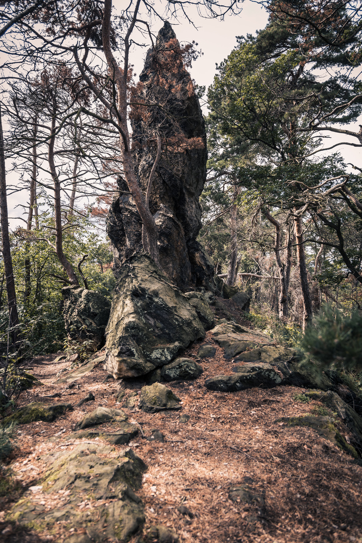 Harz - Die Nadel