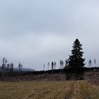 Harz Ebene Königshütte