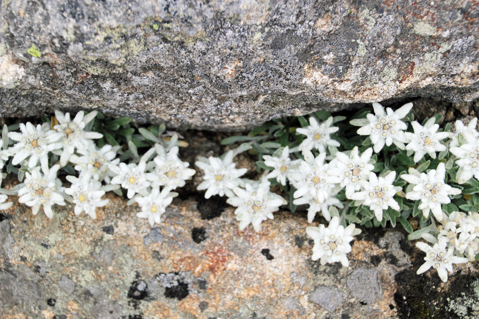 Harz: Edelweiß im Brockengarten