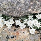 Harz: Edelweiß im Brockengarten