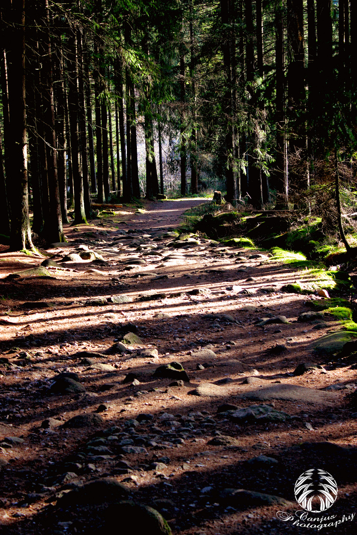 Harz - Herbst 2012