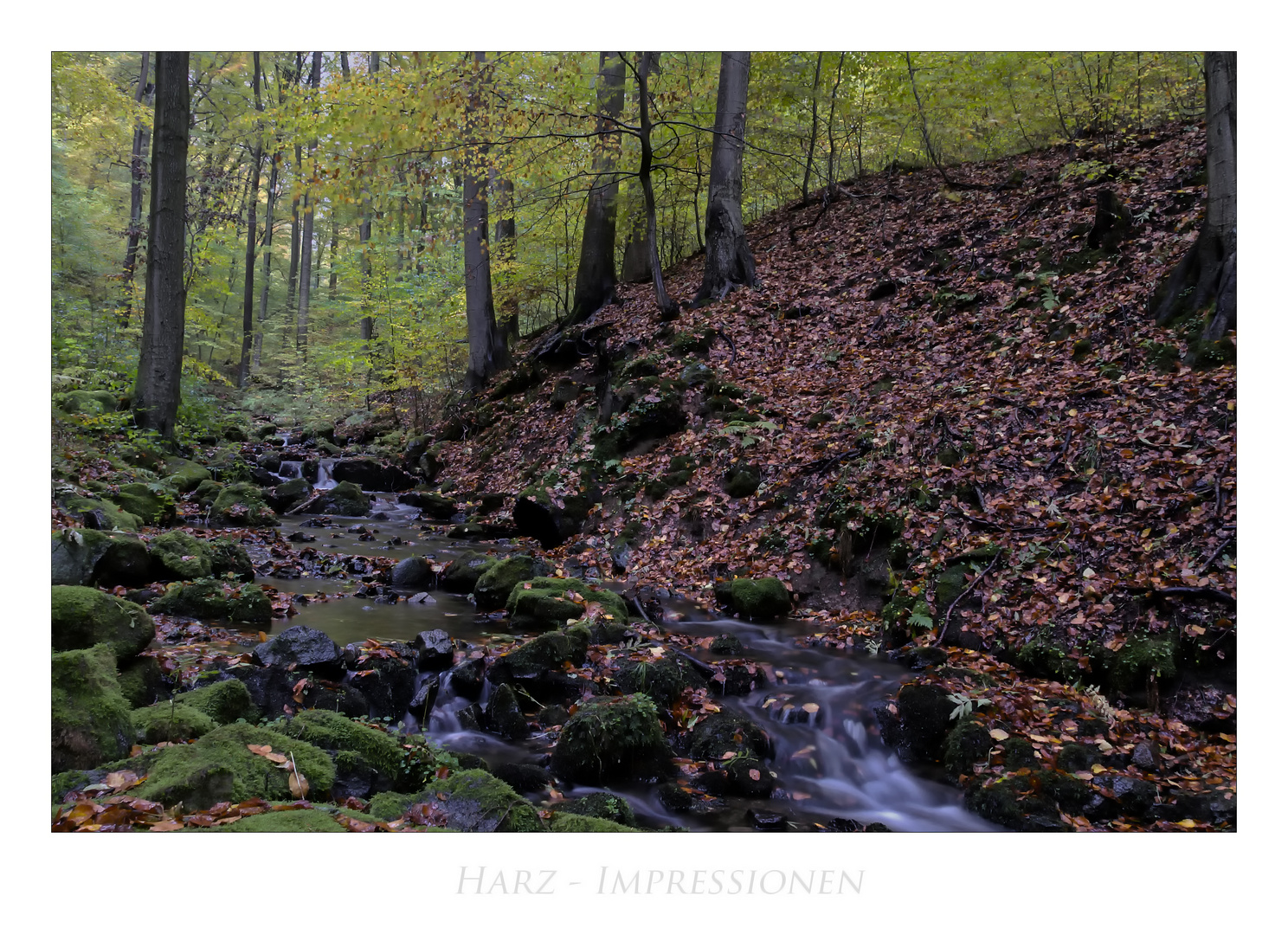 Harz" Herbstimpressionen im Riefenbachtal "