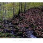 Harz" Herbstimpressionen im Riefenbachtal "