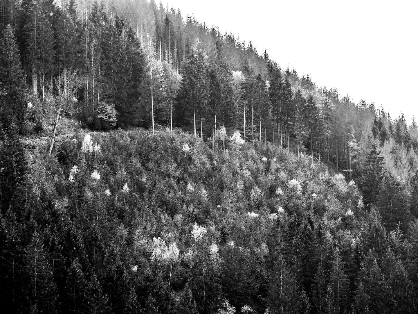 Harz - Herbstwald