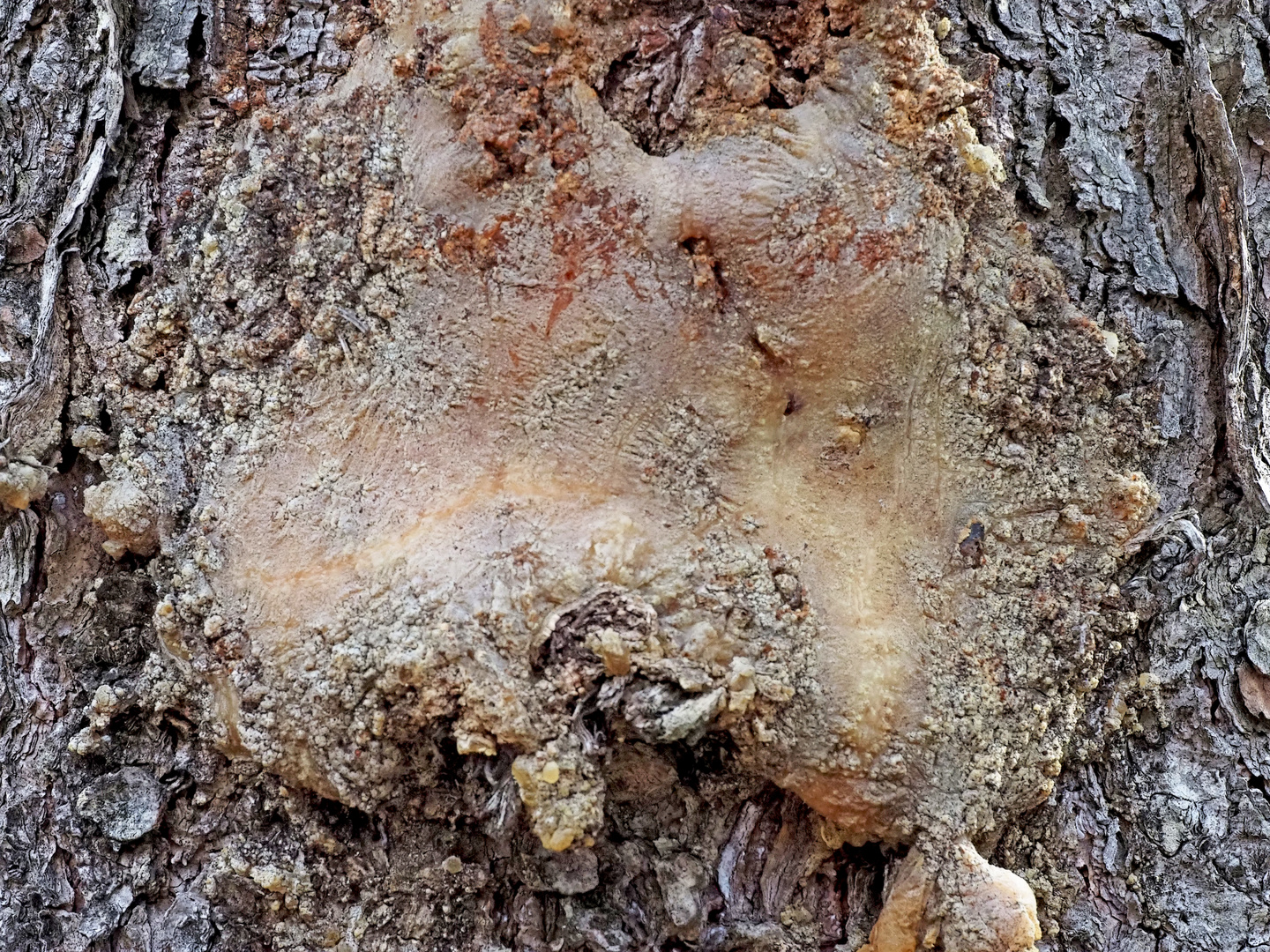 Harz hilft dem alten Baum, tiefe Wunden zu heilen ...