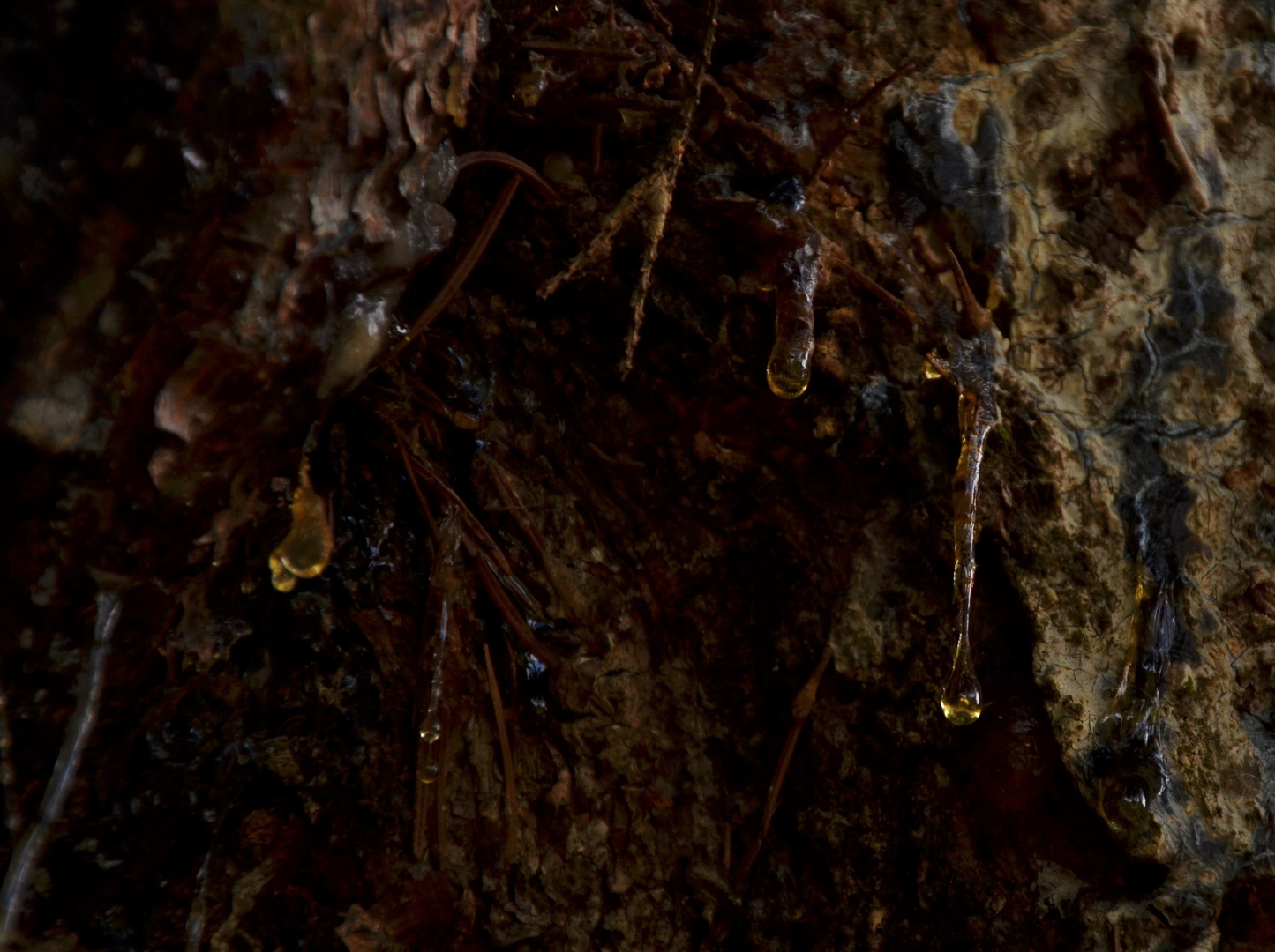 Harz-Höhle