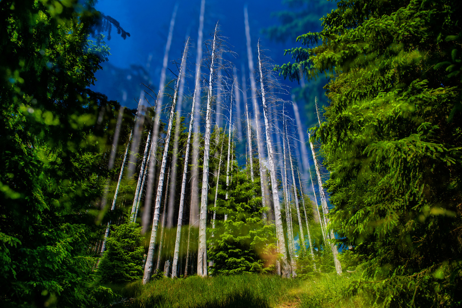 Harz Hohnekamm