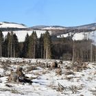 Harz (HSB) im Winter geht immer (XV)