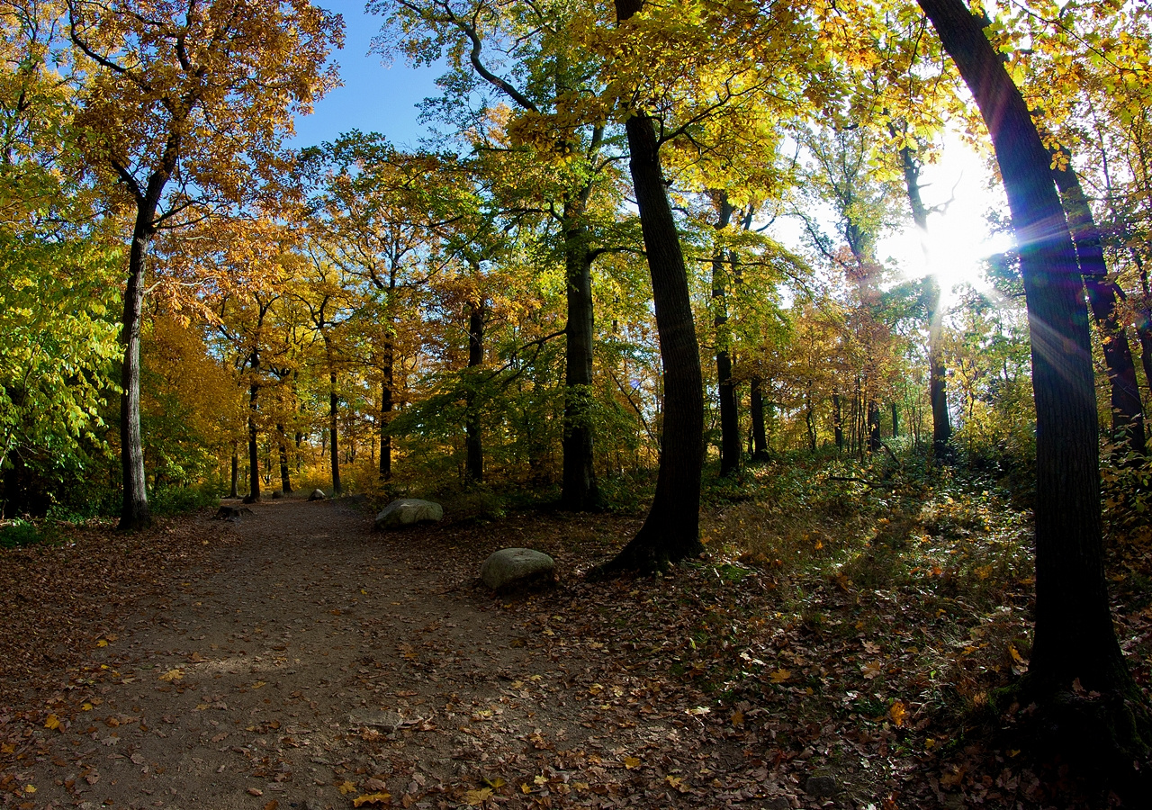 Harz im Herbst