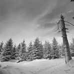 Harz im Winter