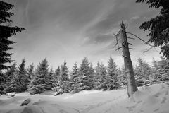 Harz im Winter