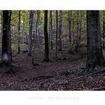 Harz- Impressionen " Herbstimpressionen, in den Wäldern des Harzes "