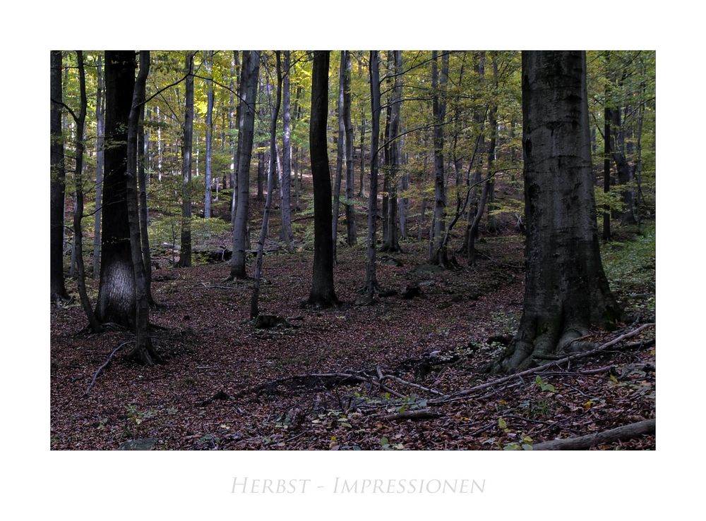 Harz- Impressionen " Herbstimpressionen, in den Wäldern des Harzes "