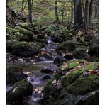 Harz- Impressionen " im Riefenbachtal "