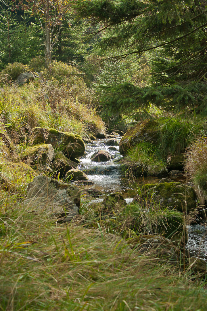 Harz IV