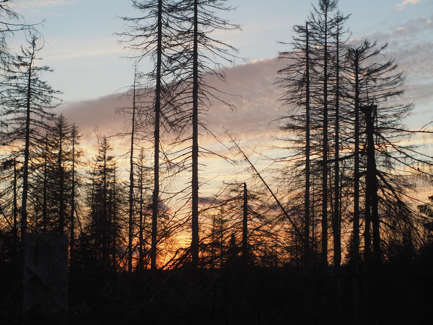 Harz Landschaft im Wandel