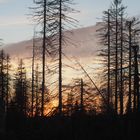 Harz Landschaft im Wandel