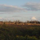 Harz Landschaft im Wandel