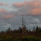 Harz Landschaft im Wandel