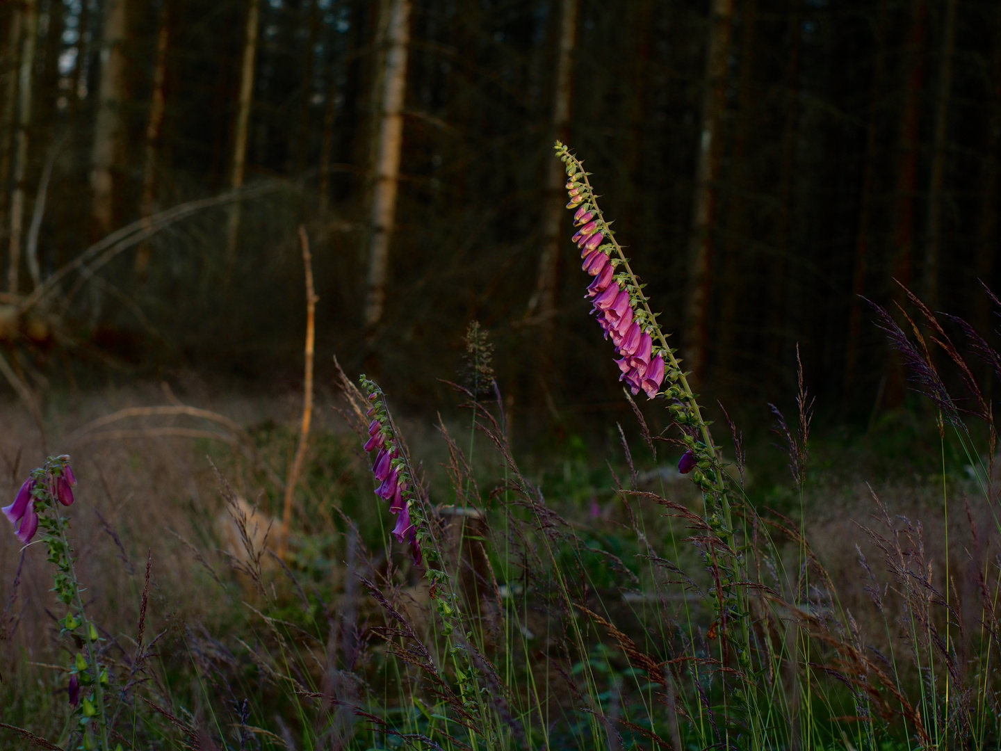 Harz Landschaft im Wandel